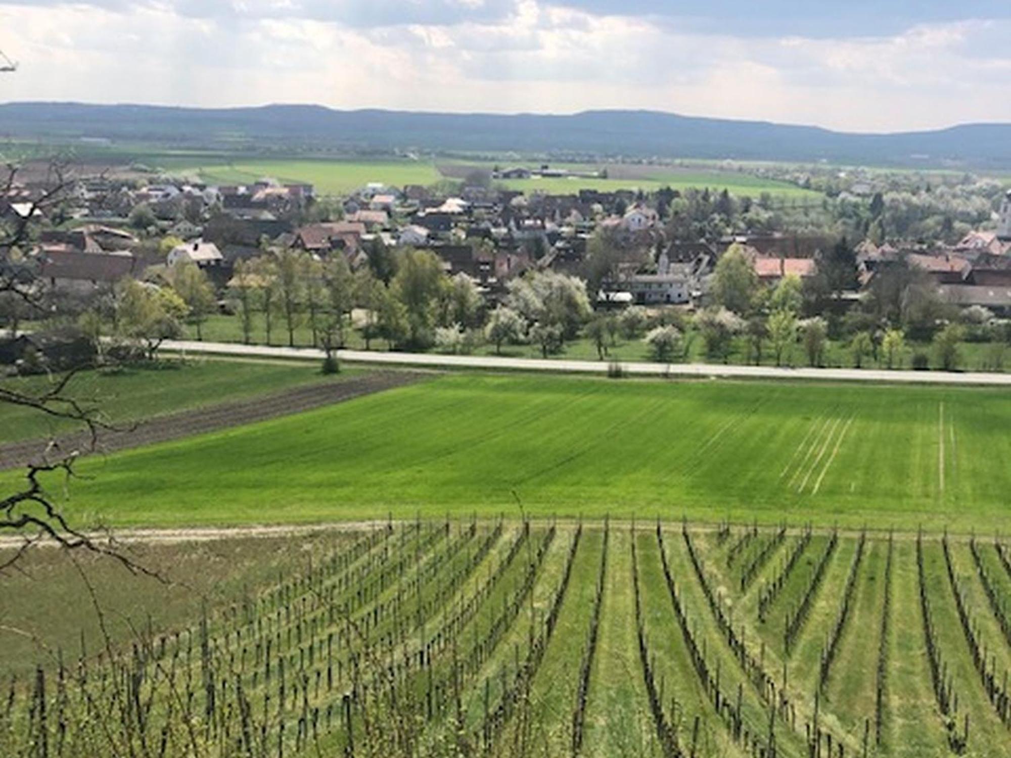 Ferienwohnung Weinberg Markt Einersheim Esterno foto